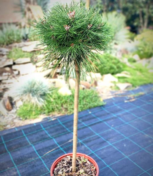Pinus mugo 'Brepo'® kmeň 50cm
